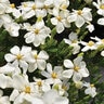 Gardenia Jasminoides Snow Girl Cape Jasmine
