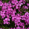 Phlox X Sprite Magenta Sprite Hybrid Spring Phlox