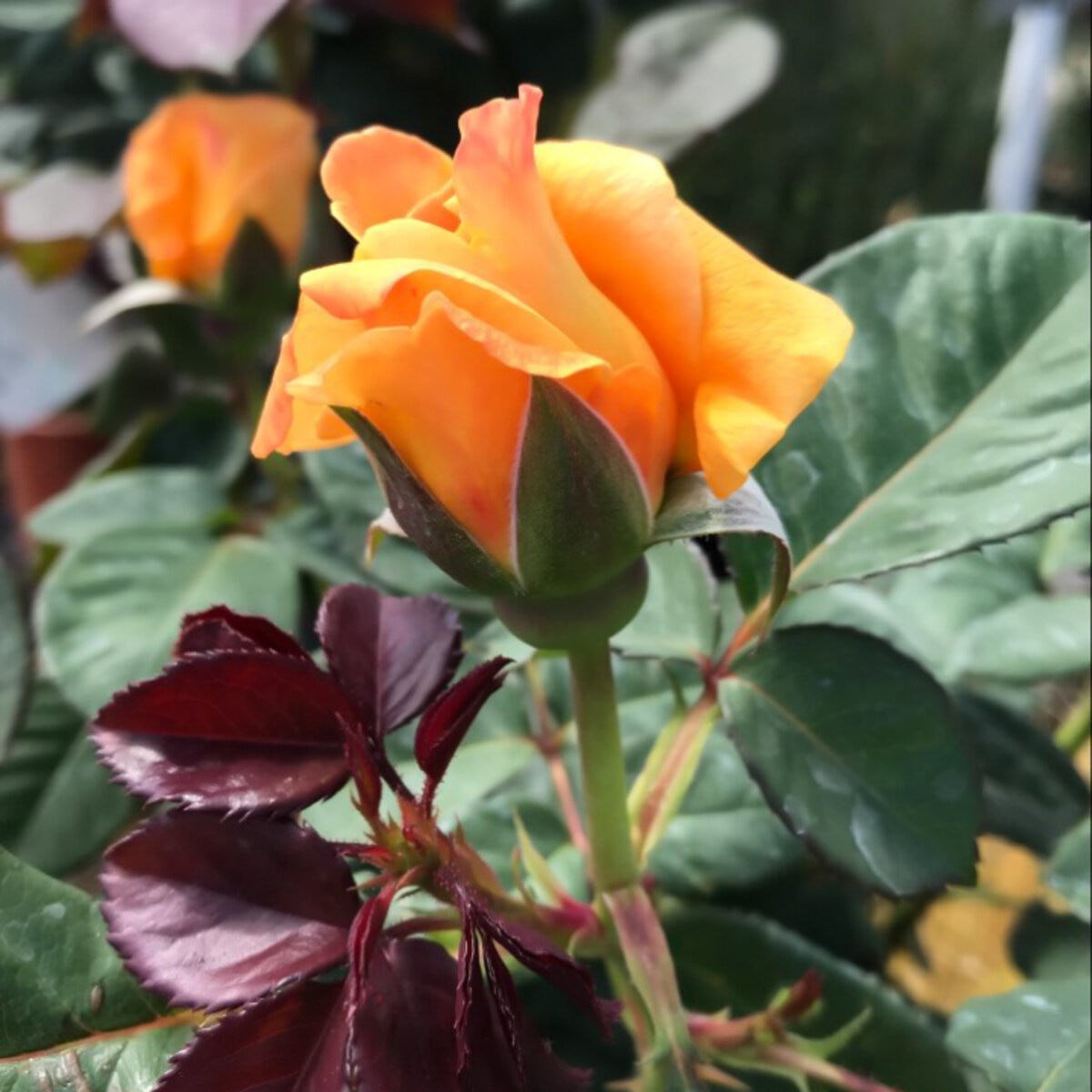 Rosa Floribunda Vavoom Rose | SiteOne US