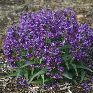 Penstemon Barbatus Rock Candy Purple Portfolio Beardtongue True 1 gal. Container