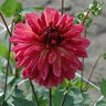 Dahlia X Bacardi Dahlia