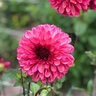 Dahlia X Bacardi Dahlia