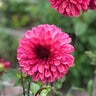 Dahlia X Bacardi Dahlia