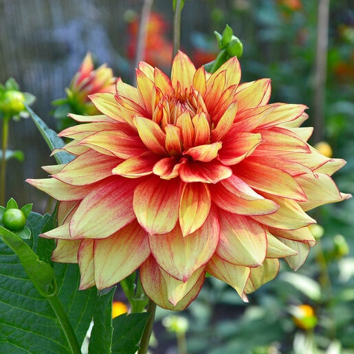 Dahlia X Dazzling Magic Dinnerplate Dahlia | SiteOne US