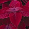 Coleus scutellarioides Main Street Beale Street Coleus