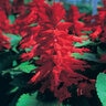 Salvia Splendens Sizzler Red Scarlet Sage