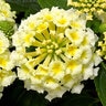 Lantana Camara Bandolero White Lantana