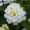 Lantana Camara Shamrock White Lantana