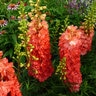 Delphinium X Red Lark Larkspur