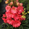 Delphinium X Red Lark Larkspur