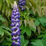 Lupinus Polyphyllus The Governor Lupine