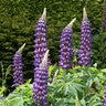 Lupinus Polyphyllus The Governor Lupine