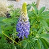 Lupinus Polyphyllus The Governor Lupine