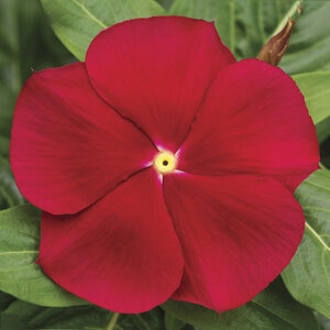 Catharanthus roseus Cora Red Vinca