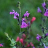 Salvia Greggi Arctic Blaze Novasalpur Purple Autumn Sage