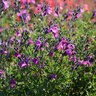 Salvia Greggi Arctic Blaze Novasalpur Purple Autumn Sage