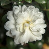 Camellia Sasanqua October Magic Ivory Camellia