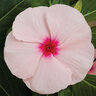 Catharanthus Roseus Cora XDR Apricot Vinca