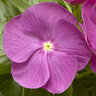 Catharanthus Roseus Cora XDR Orchid Vinca