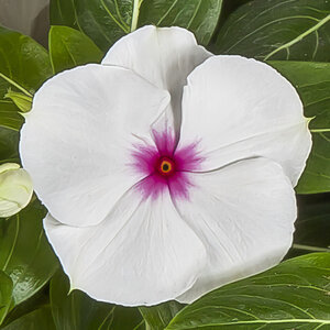 Catharanthus Roseus Cora XDR Polka Dot Vinca