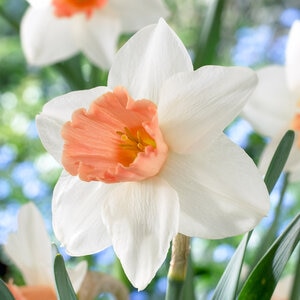 Narcissus Bulb Large Cup Accent Daffodil