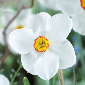 Narcissus Bulb Small Cup Actaea Daffodil