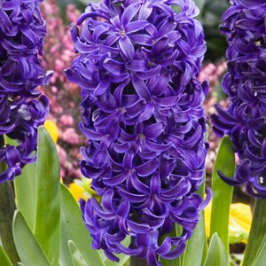 Hyacinthus Bulb Orientalis Aida Hyacinth