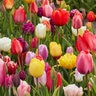 Tulipa Bulb All Season Barn Mixture Tulip