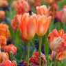 Tulipa Bulb All Season Orange Tulip