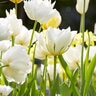 Tulipa Bulb All Season White Tulip