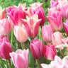 Tulipa Bulb All Season Pink Tulip