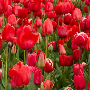 Tulipa Bulb All Season Red Tulip
