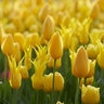 Tulipa Bulb All Season Yellow Tulip