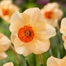 Narcissus Bulb Small Cup Altruist Daffodil