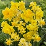 Narcissus Bulb All Season Amsterdam Mixture Daffodil