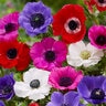 Anemone Bulb Coronaria De Caen Mixture Windflower