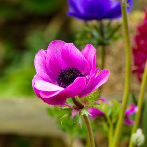 Anemone Bulb Coronaria Sylphide Windflower Each