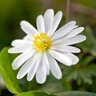 Anemone Bulb Grecian Blanda White Splendour Windflower