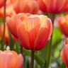 Tulipa Bulb Darwin Hybrid Apricot Impression Tulip