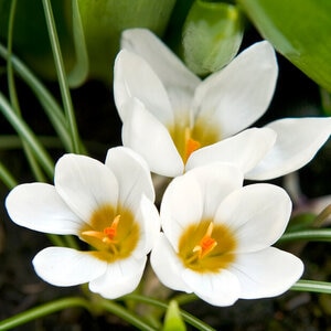 Crocus Bulb Chrysanthus Ard Schenk Small Flowering Crocus Each