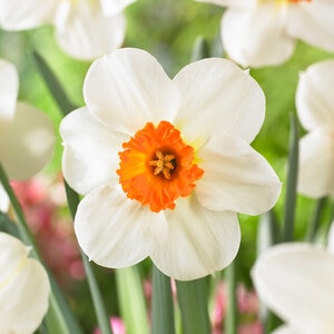 Narcissus Bulb Small Cup Barrett Browning Daffodil