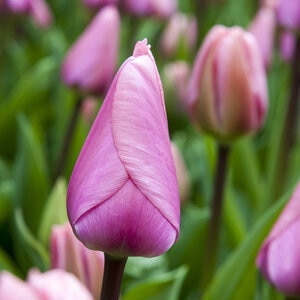 Tulipa Bulb Darwin Hybrid Big Love Tulip