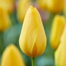 Tulipa Bulb Single Late Big Smile Tulip