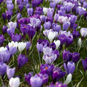 Crocus Bulb Vernus Blue Moon Mixture Large Flowering Crocus