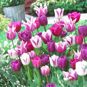 Tulipa Bulb All Season Blue Ribbon Mixture Tulip