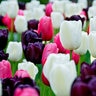 Tulipa Bulb Single Late Black and White Cookie Mixture Tulip