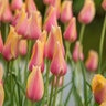 Tulipa Bulb Single Late Blushing Lady Tulip