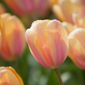 Tulipa Bulb Darwin Hybrid Blushing Impression Tulip
