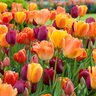 Tulipa Bulb Triumph Blushing Purple Mixture Tulip