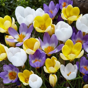 Crocus Bulb Species Botanical Mixture Crocus